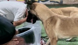 巴打警犬在线观看,忠诚守护，智慧追踪