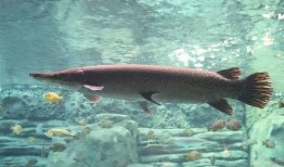 新闻爆料鳄雀鳝视频播放,惊现水中霸主！鳄雀鳝视频引发网友热议