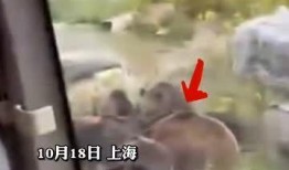 动物园员工爆料视频真实,真实幕后事件震撼揭秘