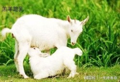 网红吃瓜视频网站小羊,揭秘网红视频网站的趣味世界