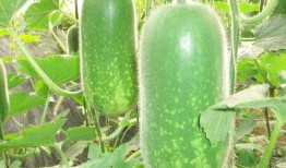 网红前十名吃瓜主播有哪些,盘点前十名吃瓜主播风云录