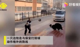 雷诺爆料贵阳二小姐期间视频,雷诺爆料视频背后的真相