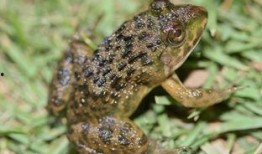 爆料田鸡饲养视频播放大全,视频大全带你走进田鸡饲养世界