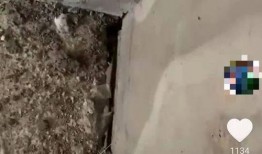 定陶维也纳小区最新爆料,揭秘神秘项目与居民生活新变化