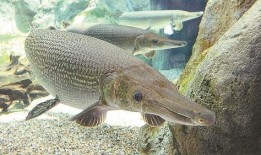 新闻爆料鳄雀鳝视频播放,惊现水中霸主！鳄雀鳝视频引发网友热议