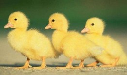 爆料田鸡饲养视频播放大全,视频大全带你走进田鸡饲养世界