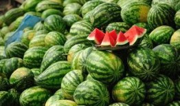 西瓜热门爆料视频大全,揭秘娱乐圈最新动态