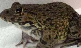 爆料田鸡饲养视频播放大全,视频大全带你走进田鸡饲养世界