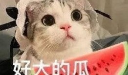 笨笨吃瓜网红