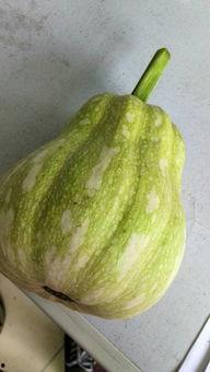 娱乐吃瓜酱属于什么