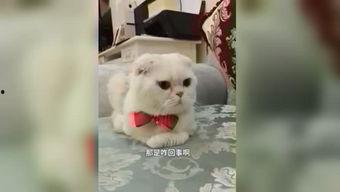 刘二豆与娱乐吃瓜君